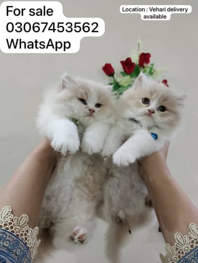 Pure Persion /kitten for sale /kitten