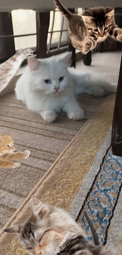Blue eyes triple coat female