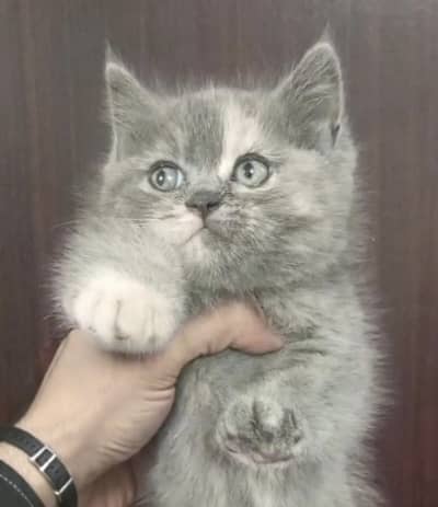 British Long Hair Kitten