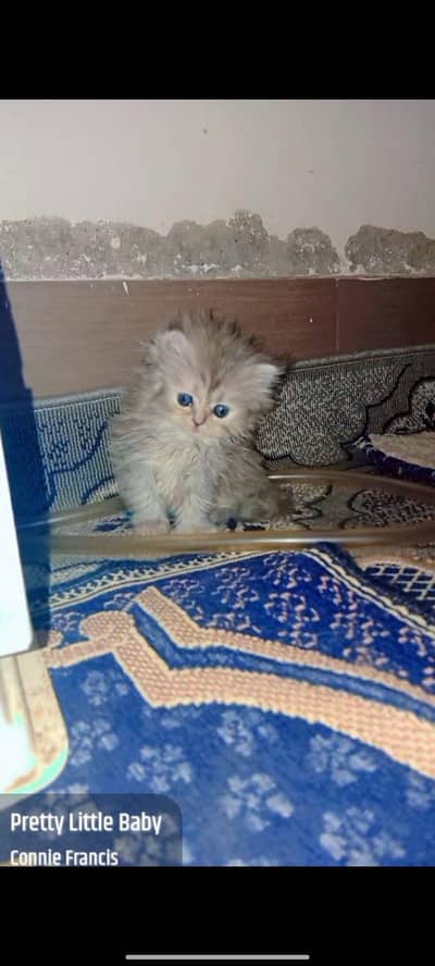 Sami punch female kitten