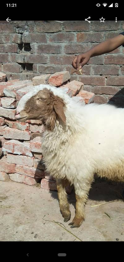 dasi chatra qurbani