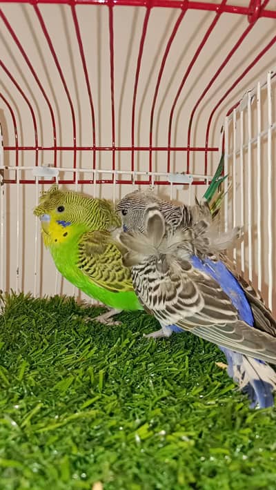 Budgies breeder pair available