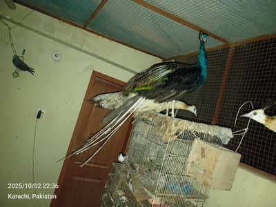 blue shoulder and white females