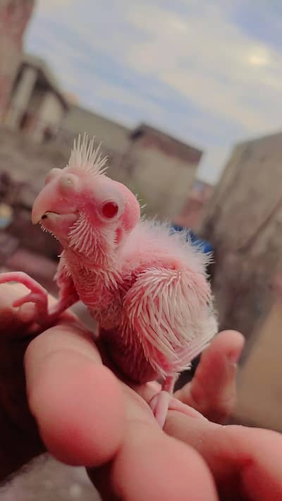 Eino Cocktail Red Eye Baby For Hand Tame