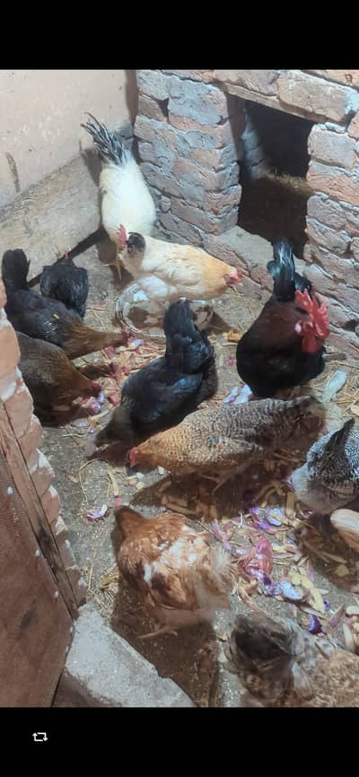 Desi murgiyan ande rhi hein