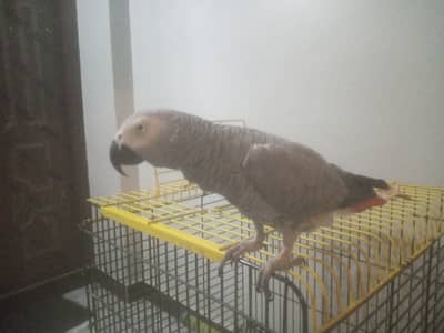 African Grey parrot for sale