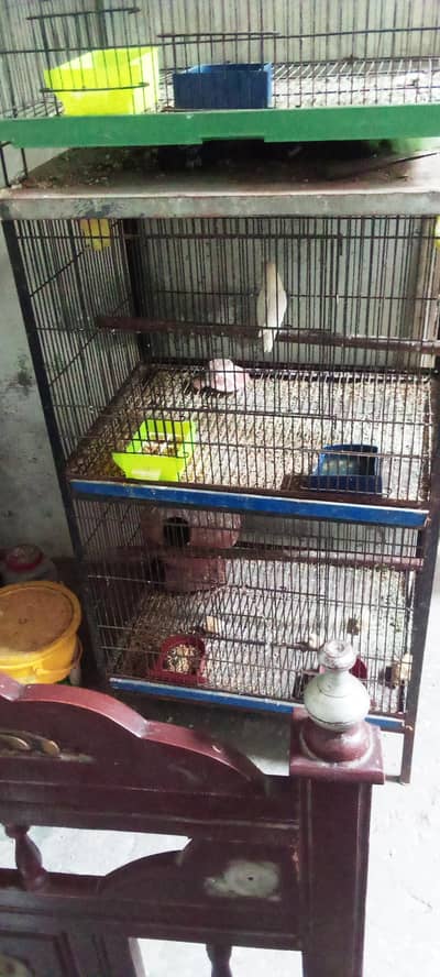 love bird pair bajri pair with cage