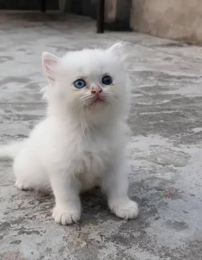 Persian kittens