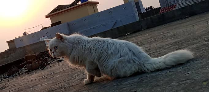 Odd Eyes Pure Russian Male 3 coated