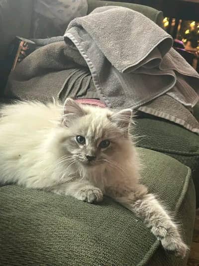 I have Persian female cat