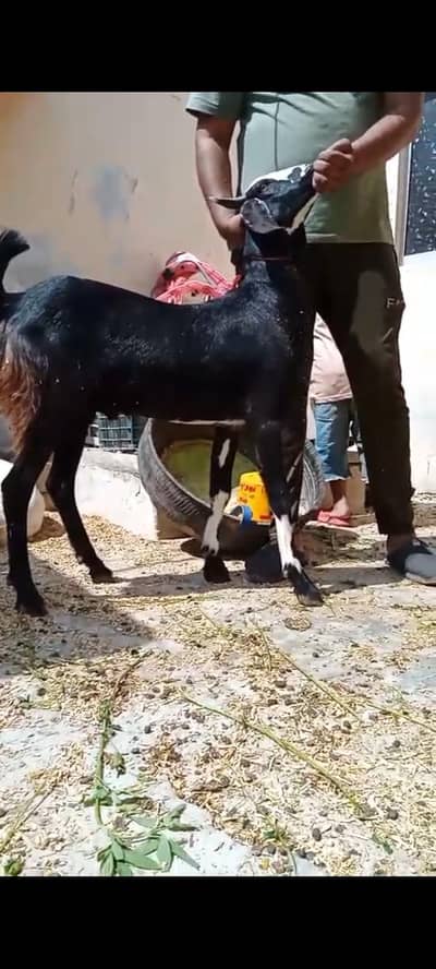 2 dant khassi bakray