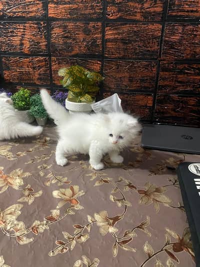 persian tripple coated odd eye male or female kitten