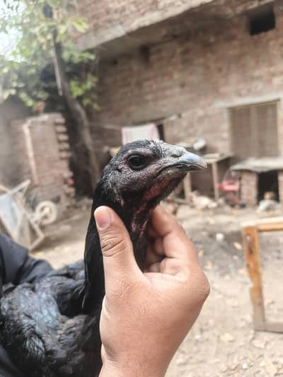 pure Dragon egg laying hen for sale