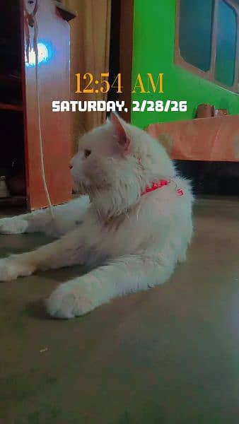 Persian cat for sale