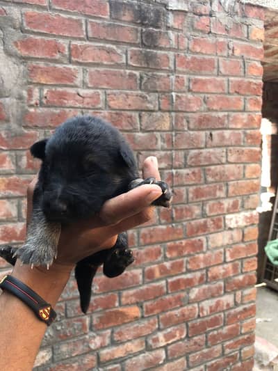 Pure double court jerman sheperd puppies