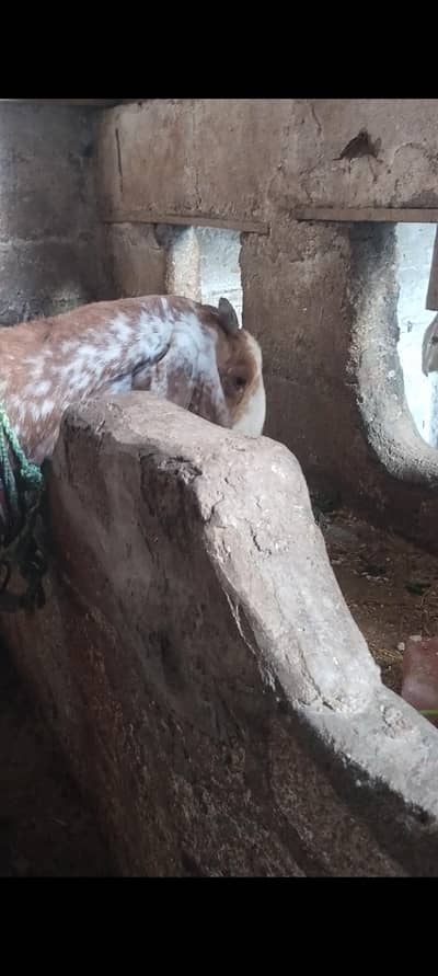 pure makhi china bakri cross hui hai