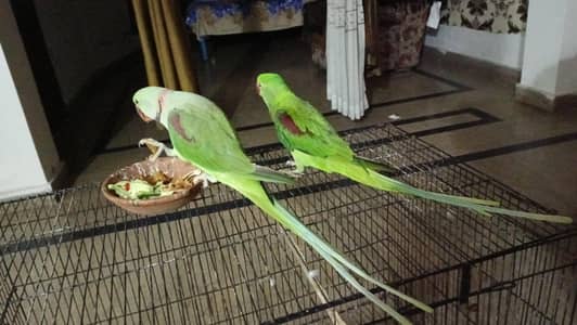 Raw fully hand Tame talking Breader pair