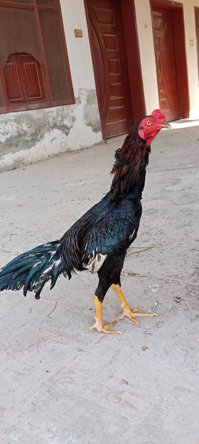 Lasani lakha cross top quality only contact me on this 03059639443