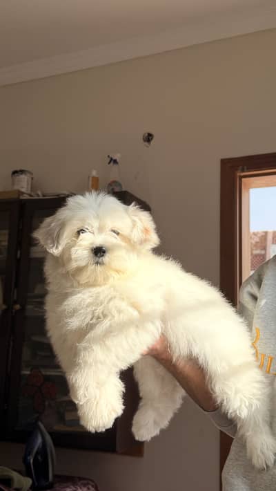 Shitzu for sale /dog for sale