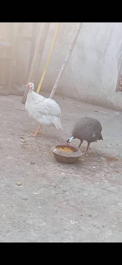 chakor pair healthy and active