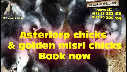 astarlorp chicks booking  for 5th Thursday  2026