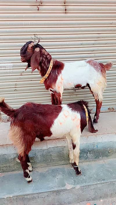 2 Bakra for sale