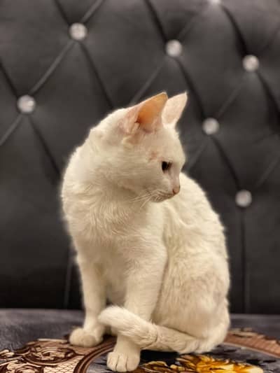 fully tamed ha or vaccinated