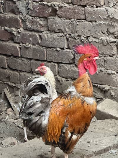 Desi hens pair