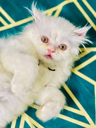 Persian kitten
