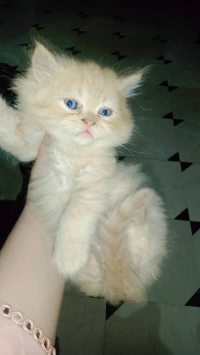 Persian cat