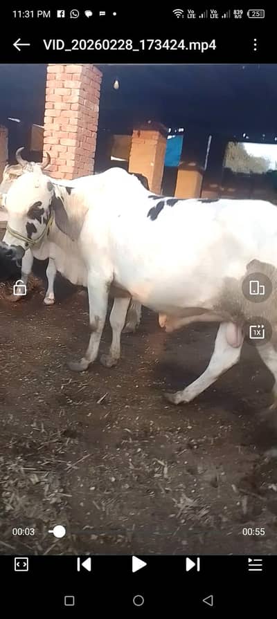 6 من وزنی طاقتور سانڈ فروخت کے لیے – صحت مند اور ایکٹو