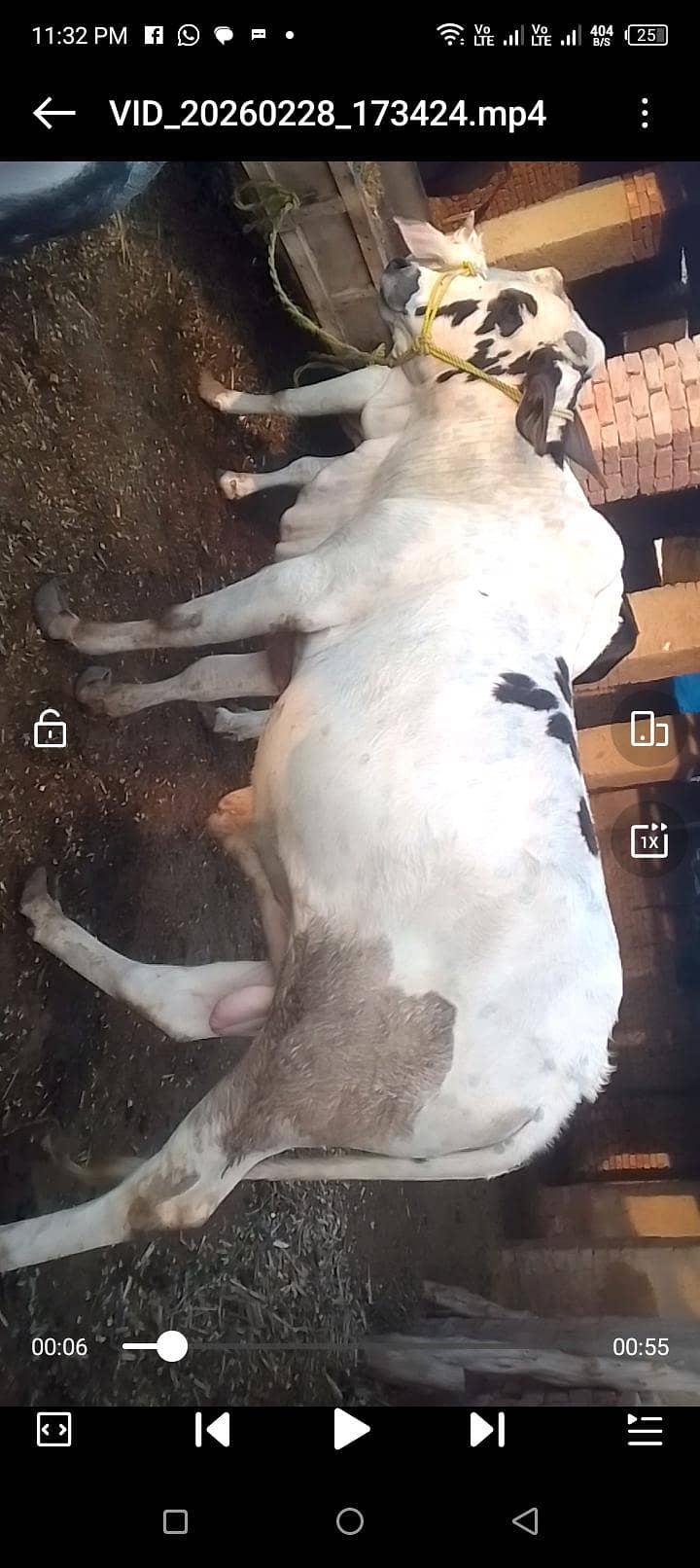 6 من وزنی طاقتور سانڈ فروخت کے لیے – صحت مند اور ایکٹو 2