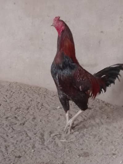 beautifull hens pairs ake male 2 female 03187598736