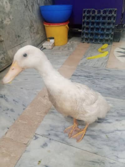 A white beautiful duck