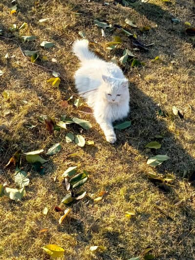 Persian high quality female for sale