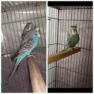 Split Bf hogo Pair Ready To First Breed