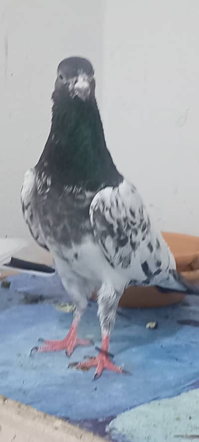 PURE TEDY MALE PEGION