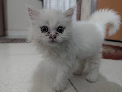 cute 3 months old doll face female cat for sale