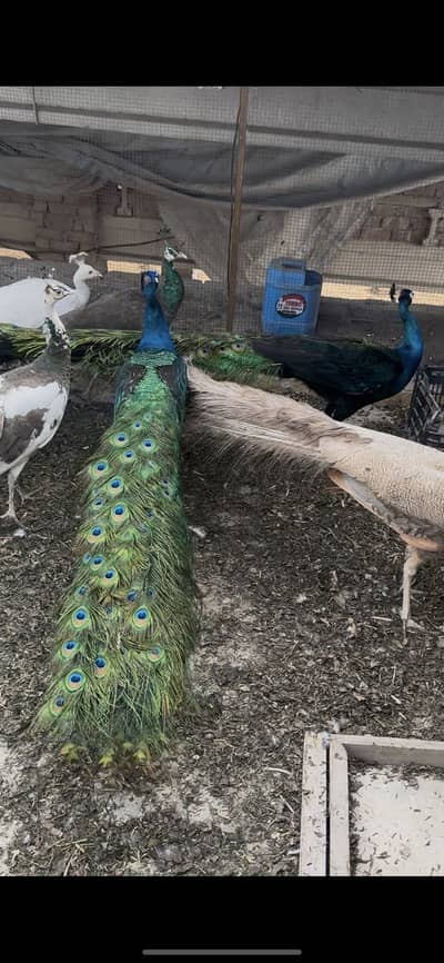 Indian peacock or white peacock male