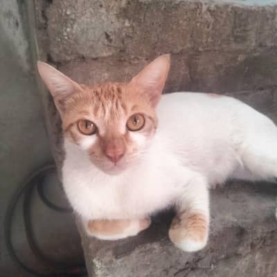 selling Mother car and four kittens