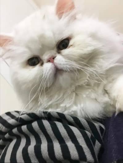 Xtreme punch face odd eyes male