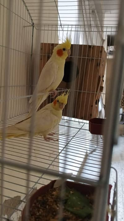 coctiel breeder pair