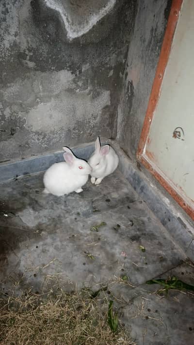 Red eyes white rabbits