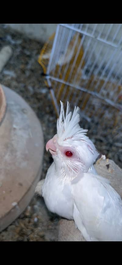 Eno cocktail red eyes chicks