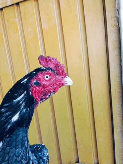 Aseel saleta patha. . .