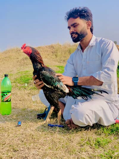 Choras nalee buhaat acha master