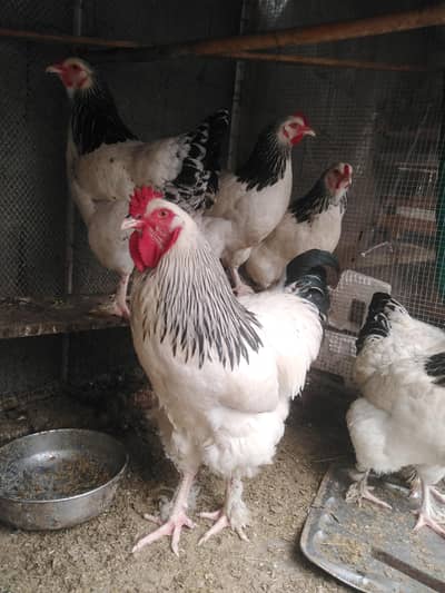 7Light Sussex barhma