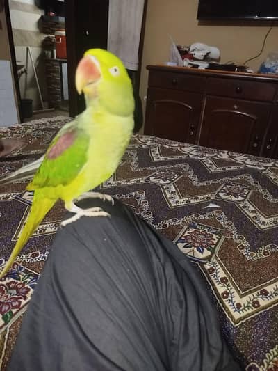 female healthy active tame best for breading