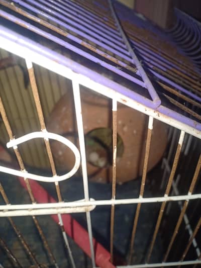 Australian big size breedar pair with eggs with box with cage for sale