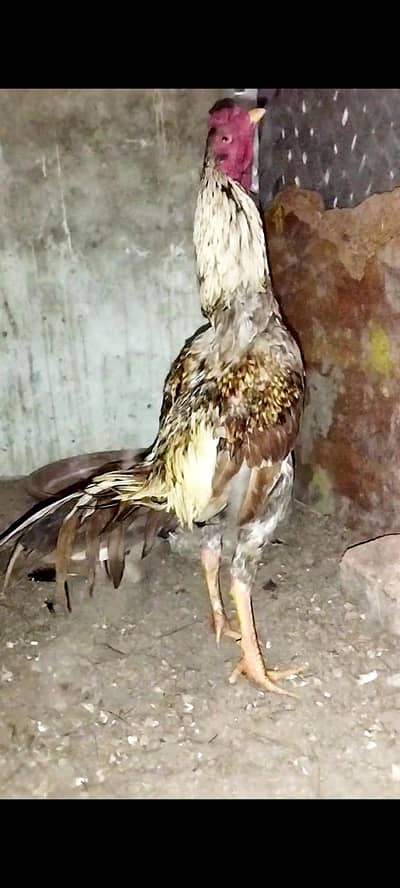 Pure thai burmi Top quality Male